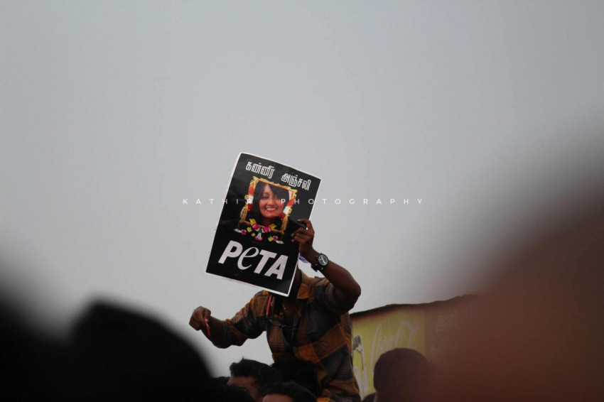 Jallikattu protests marina beach (51)