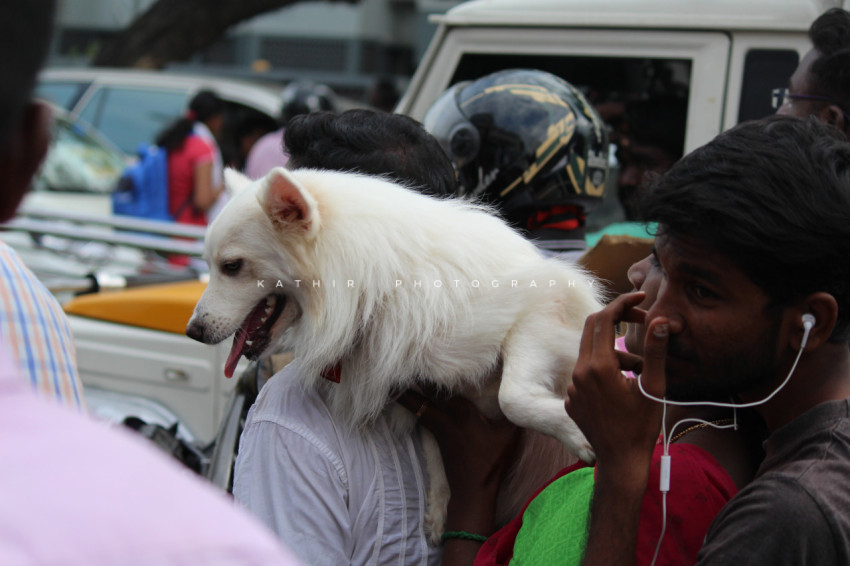 Jallikattu protests marina beach  (21)