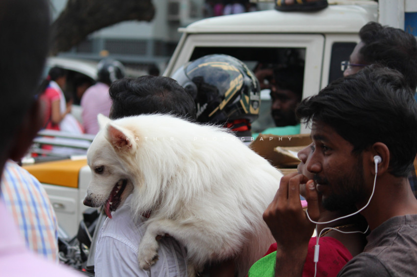 Jallikattu protests marina beach  (20)