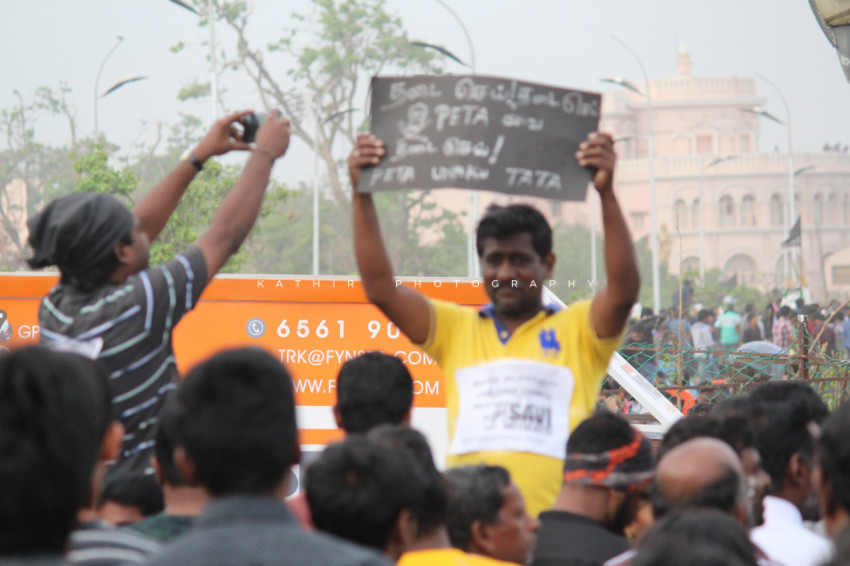 Jallikattu protests marina beach  (121)