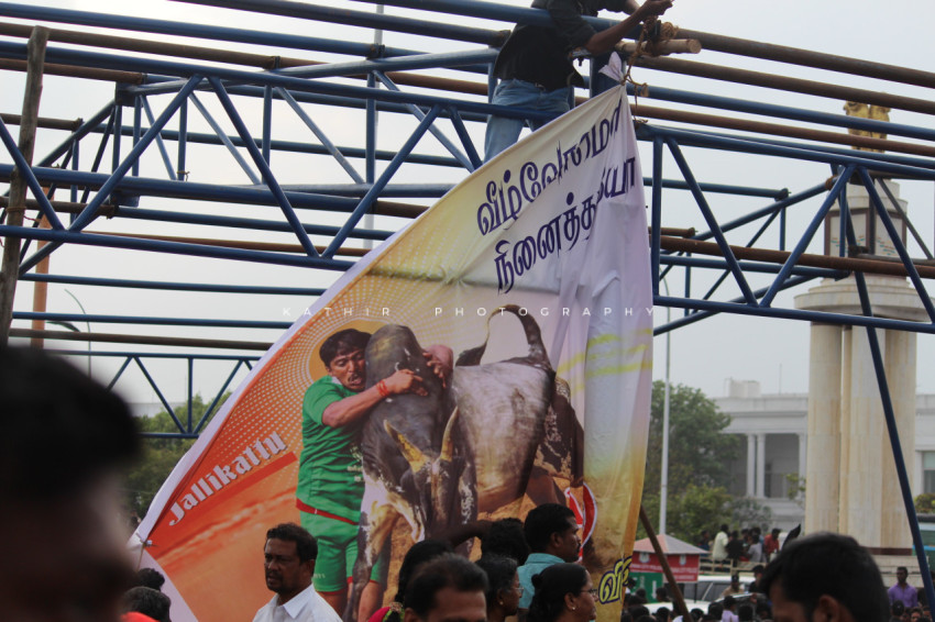 Jallikattu protests marina beach  (76)