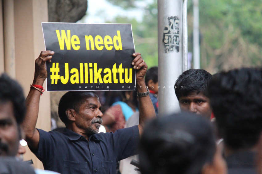 Jallikattu protests marina beach  (35)
