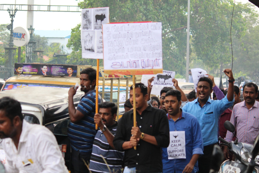 Jallikattu protests marina beach  (2)
