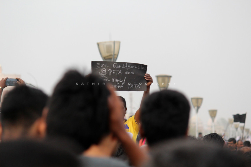 Jallikattu protests marina beach  (120)