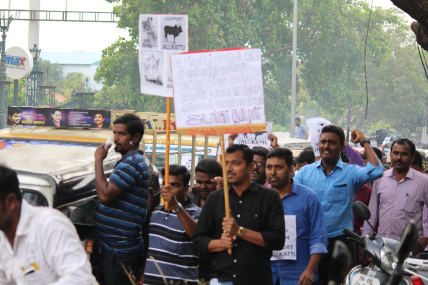 Jallikattu protests marina beach  (1)