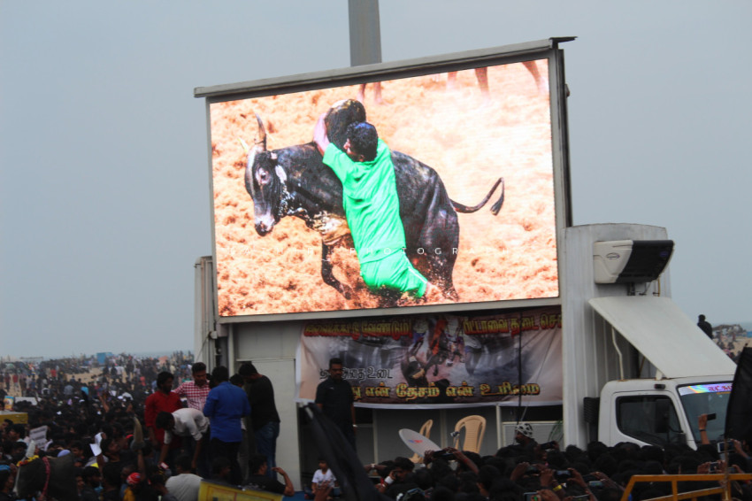 Jallikattu protests marina beach  (346)