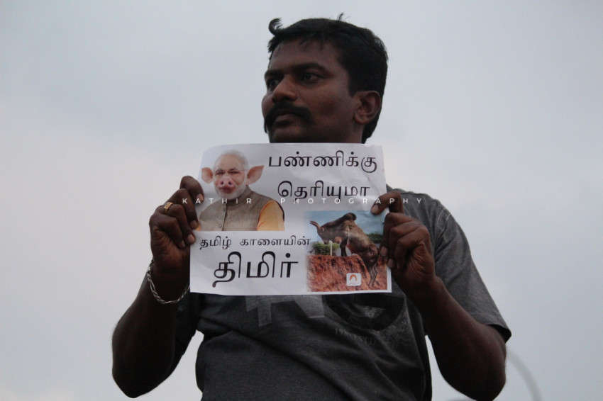 Jallikattu protests marina beach  (559)