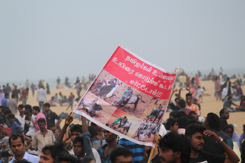 Jallikattu protests marina beach  (241)