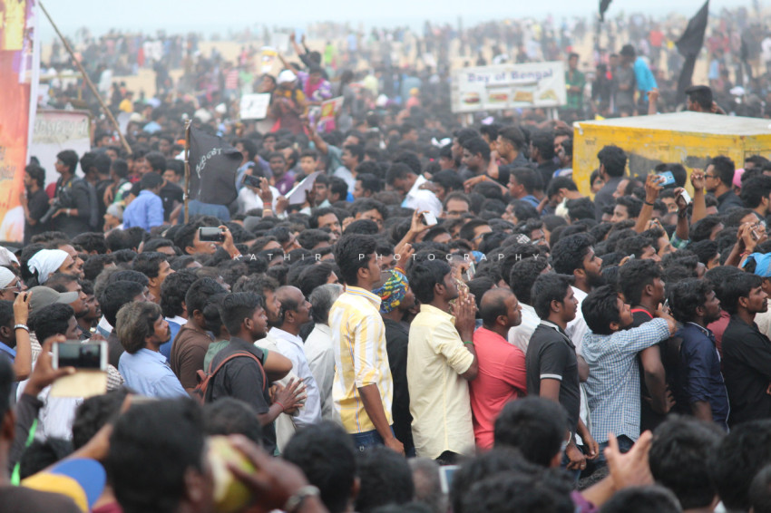 Jallikattu protests marina beach  (339)