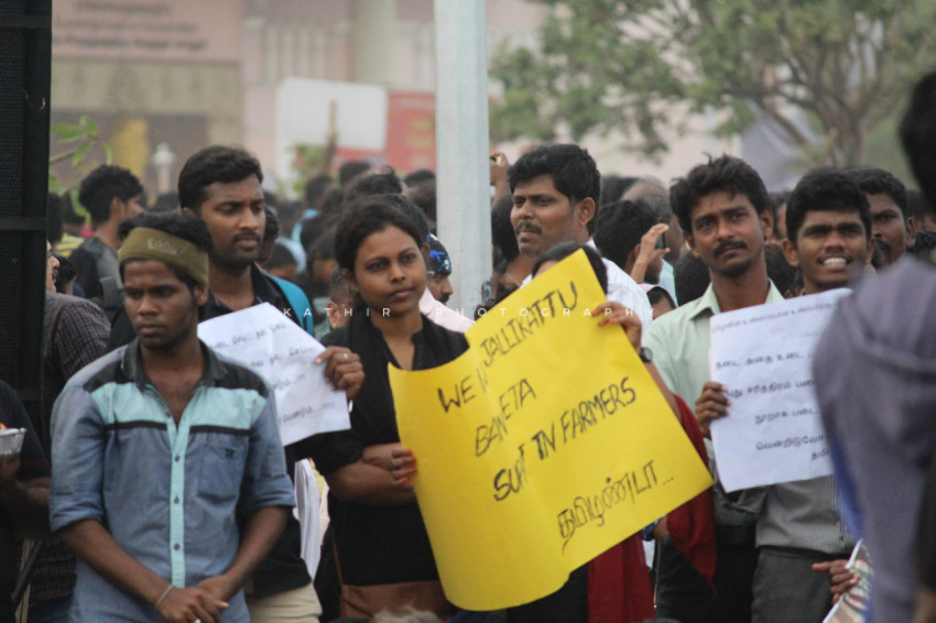 Jallikattu protests marina beach  (269)
