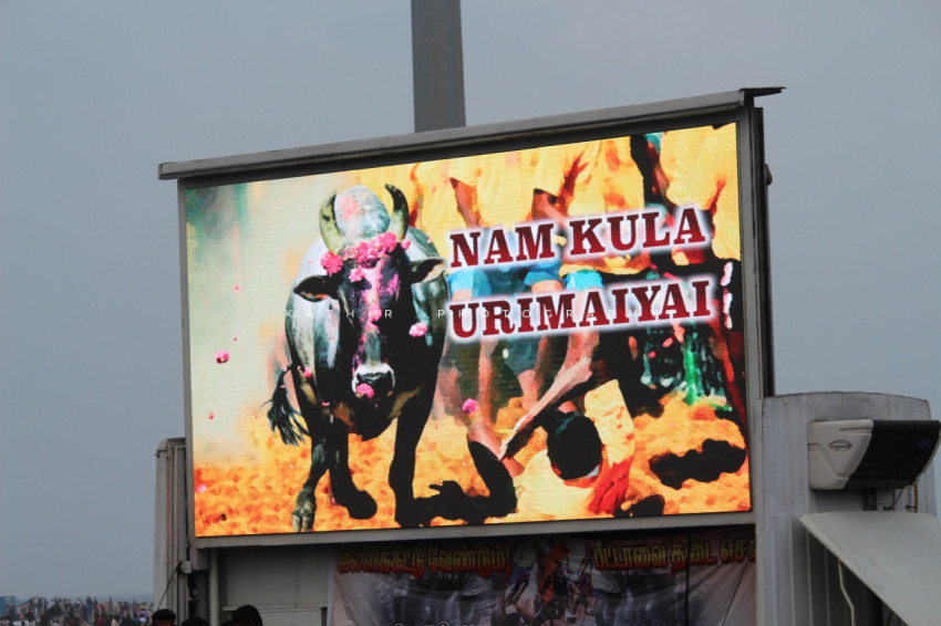Jallikattu protests marina beach  (350)