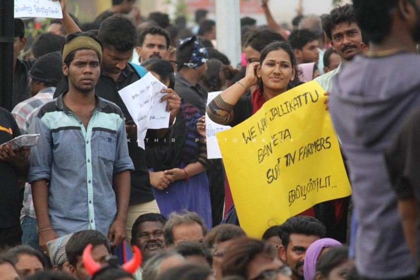 Jallikattu protests marina beach  (263)