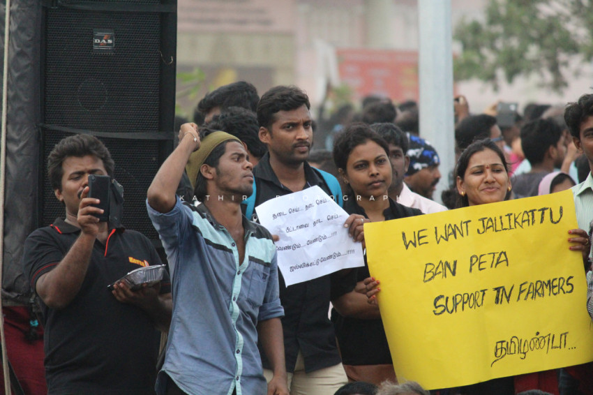 Jallikattu protests marina beach  (270)
