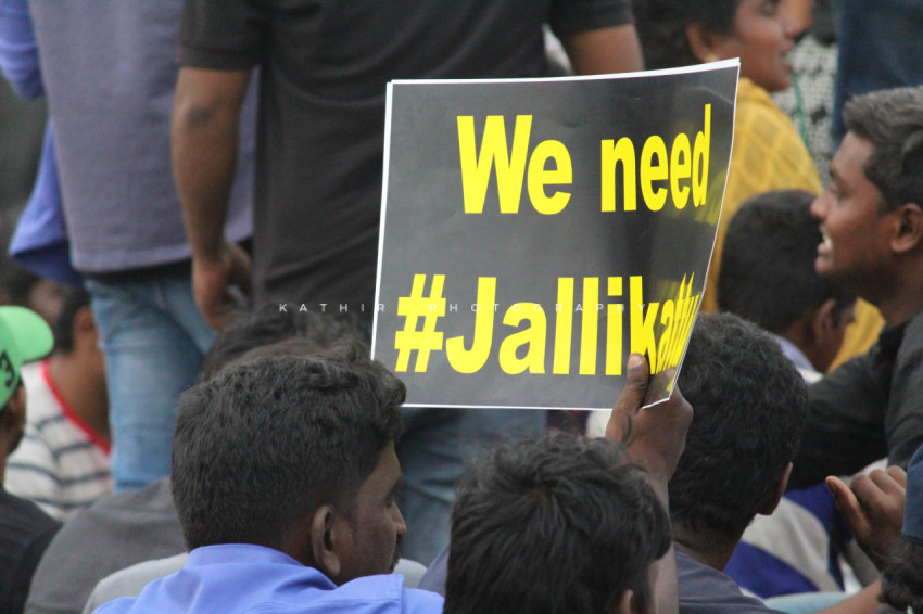 Jallikattu protests marina beach  (267)