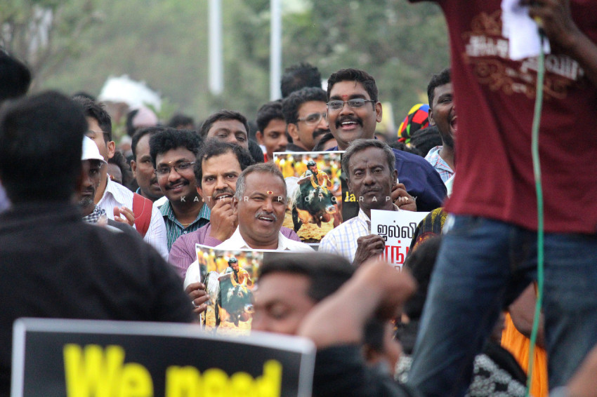 Jallikattu protests marina beach  (259)