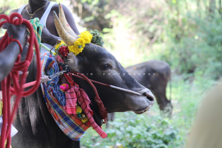 Bull Tamil nadu